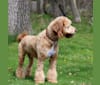 Photo of Finn, a Poodle (Small), Labrador Retriever, and Golden Retriever mix in Bloomsburg, Pennsylvania, USA