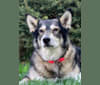 Hope, an Alaskan-type Husky tested with EmbarkVet.com