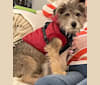 Chacho, a Chihuahua and Poodle (Small) mix tested with EmbarkVet.com
