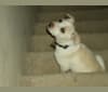 Leopold Caterpillar, an American Pit Bull Terrier and Chow Chow mix tested with EmbarkVet.com