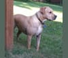 Photo of Creedence, an American Pit Bull Terrier, American Staffordshire Terrier, Boxer, and Bulldog mix in North Carolina, USA