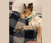 Nugget, a Russell-type Terrier and Australian Cattle Dog mix tested with EmbarkVet.com