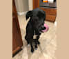 Allie, a Rottweiler and Australian Cattle Dog mix tested with EmbarkVet.com