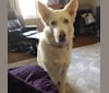 Betty White, a Siberian Husky and German Shepherd Dog mix tested with EmbarkVet.com