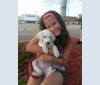Benji, a Labrador Retriever and American Pit Bull Terrier mix tested with EmbarkVet.com
