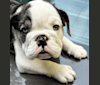 Makaveli, a Bulldog tested with EmbarkVet.com