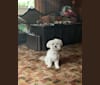 Bastien, a Havanese tested with EmbarkVet.com