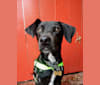 Levi, a Labrador Retriever and German Shepherd Dog mix tested with EmbarkVet.com