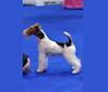 Photo of Who, a Wire Fox Terrier  in Esko, MN, USA