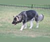 Tikaani "Teek", an Alaskan Malamute and German Shepherd Dog mix tested with EmbarkVet.com