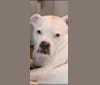 Photo of Gigi, an American Pit Bull Terrier, American Bulldog, and Boxer mix in Florida, USA
