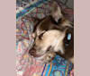 Hunter, a Siberian Husky and German Shepherd Dog mix tested with EmbarkVet.com