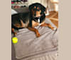 Amelia, a Treeing Walker Coonhound and Labrador Retriever mix tested with EmbarkVet.com