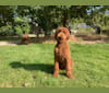 Juliette, a Poodle (Standard) tested with EmbarkVet.com