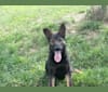 Leeloo, a German Shepherd Dog and Labrador Retriever mix tested with EmbarkVet.com