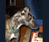Photo of Remy, a Whippet  in Wheatland, CA, USA