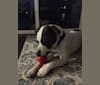 Snoopy, an American Bully and Labrador Retriever mix tested with EmbarkVet.com