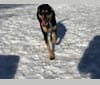 Photo of Beyla, an American Pit Bull Terrier, Australian Cattle Dog, Bluetick Coonhound, Siberian Husky, Alaskan Malamute, and Chow Chow mix in Louisiana, USA