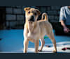 Delilah Pei, a Hong Kong Village Dog tested with EmbarkVet.com