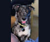 Buffy, a German Shepherd Dog and Australian Shepherd mix tested with EmbarkVet.com