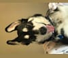 Brooks, a German Shepherd Dog and Siberian Husky mix tested with EmbarkVet.com