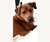 Beau, a Labrador Retriever and German Shepherd Dog mix tested with EmbarkVet.com