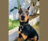 Castiel, a Doberman Pinscher and Rottweiler mix tested with EmbarkVet.com