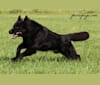DARYUN, a German Shepherd Dog tested with EmbarkVet.com