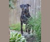 Photo of Eddie, a Rottweiler, Boxer, Boston Terrier, and Mastiff mix in Ontario, Canada