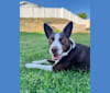 Margo, an Australian Cattle Dog and Border Collie mix tested with EmbarkVet.com