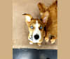 Koda, a Siberian Husky and Labrador Retriever mix tested with EmbarkVet.com