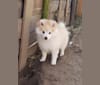 Pomsky Bandits'  Starlight Shaila, a Pomeranian and American Eskimo Dog mix tested with EmbarkVet.com