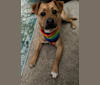 Teddy, an American Pit Bull Terrier and German Shepherd Dog mix tested with EmbarkVet.com