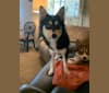 Photo of Penny, a Pomsky  in Michigan, USA