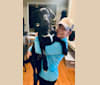 Harley Muggins, a Labrador Retriever and Australian Cattle Dog mix tested with EmbarkVet.com