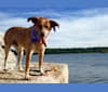 Jax, an Australian Cattle Dog and Treeing Walker Coonhound mix tested with EmbarkVet.com