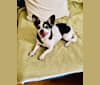 Romi, a Chihuahua and Miniature Pinscher mix tested with EmbarkVet.com
