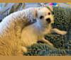 Apollonius, a Shih Tzu and Chihuahua mix tested with EmbarkVet.com