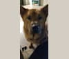 Photo of Penny, a Chow Chow and Rat Terrier mix in Yakima, WA, USA