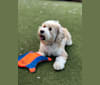 Laia, a Tibetan Terrier tested with EmbarkVet.com