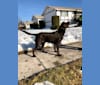 Phinheas, a Labrador Retriever tested with EmbarkVet.com