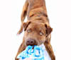 Photo of Sully, an American Pit Bull Terrier, Labrador Retriever, and Chinese Shar-Pei mix in New Lebanon, Ohio, USA