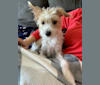 Gary, a Russell-type Terrier and Maltese mix tested with EmbarkVet.com