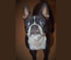 Sleepwalker Leela LaRue, a Boston Terrier tested with EmbarkVet.com