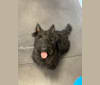 Obee, a Scottish Terrier tested with EmbarkVet.com