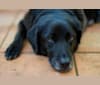 Rue, a Labrador Retriever and German Shepherd Dog mix tested with EmbarkVet.com