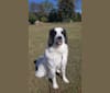 Po, a Great Pyrenees and Anatolian Shepherd Dog mix tested with EmbarkVet.com