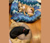 Gigi, an American Pit Bull Terrier and Australian Shepherd mix tested with EmbarkVet.com