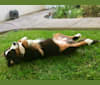 Emma, a Bernese Mountain Dog tested with EmbarkVet.com