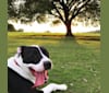 Photo of Harley, a Staffordshire Terrier, Golden Retriever, Australian Cattle Dog, and Great Pyrenees mix in Texas, USA